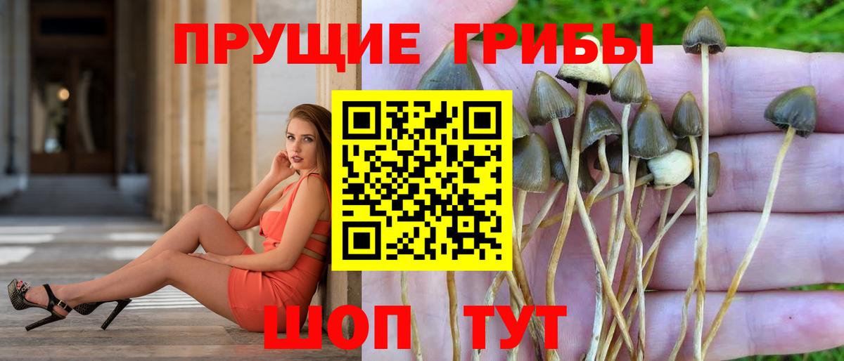 Псилоцибиновые грибы MAGIC MUSHROOMS  Вход с VPN  Псилоцибиновые грибы Cubensis  Кузнецк 